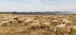 Ingeteam works with local shepherds to maintain its PV plants